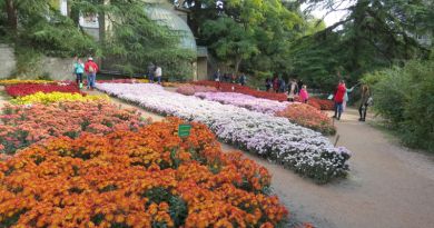 Экскурсии в Бал хризантем в Никитском ботаническом саду из Паркового 2024